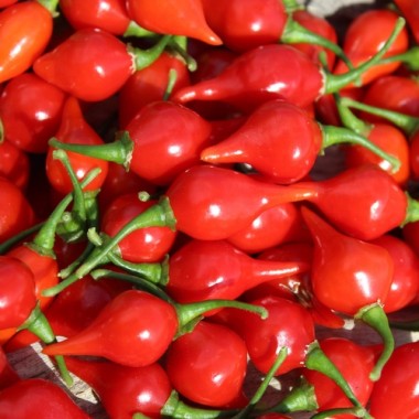 Gemüsechili De Bico (Schärfe 1) (Samen)