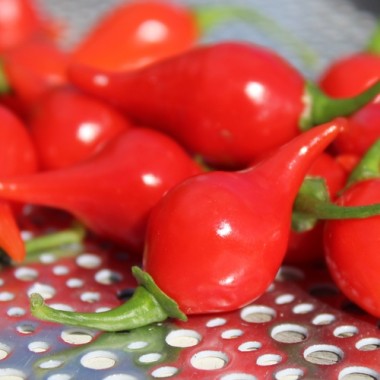 Gemüsechili De Bico (Schärfe 1) (Samen)