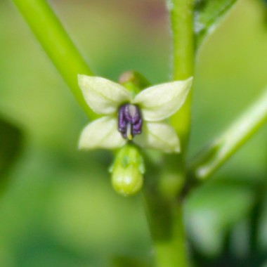 Gemüsechili De Bico (Schärfe 1) (Samen)