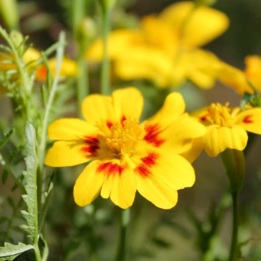 Gewürztagetes Lemon Star (Samen)