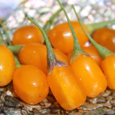 Goji Golden Honey (Pflanze)