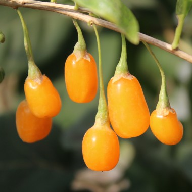 Goji Golden Honey (Pflanze)