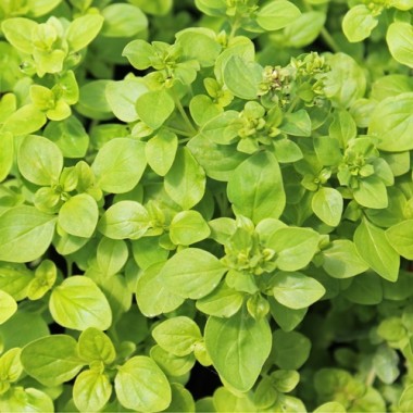 Neu! Goldoregano (Samen)