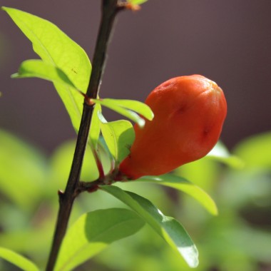 Granatapfel Asmar (Pflanze)