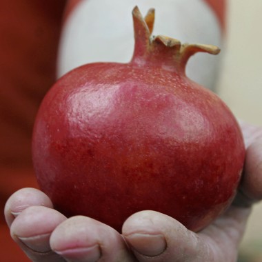 Granatapfel Asmar (Pflanze)