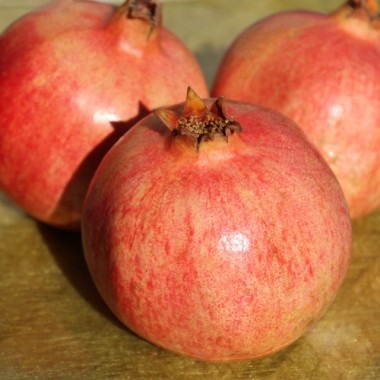 Granatapfel Kazake (Pflanze)