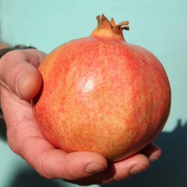 Granatapfel Kazake (Pflanze)