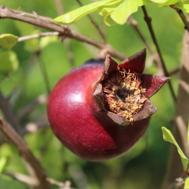Granatapfel Melograno Nero (Pflanze)