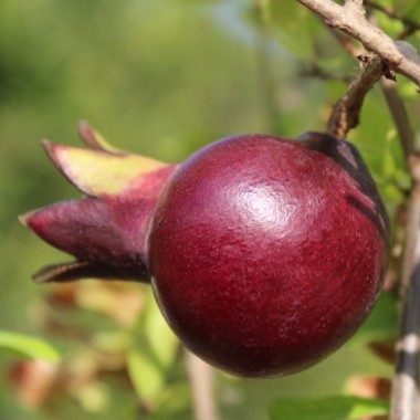 Granatapfel Melograno Nero (Pflanze)