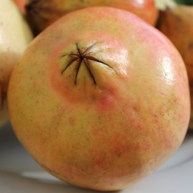 Granatapfel Mollar de Elche (Pflanze)