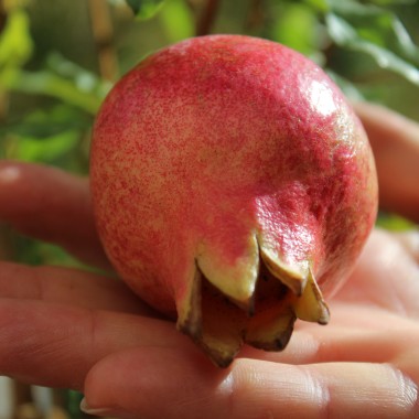 Granatapfel Provence (Pflanze)