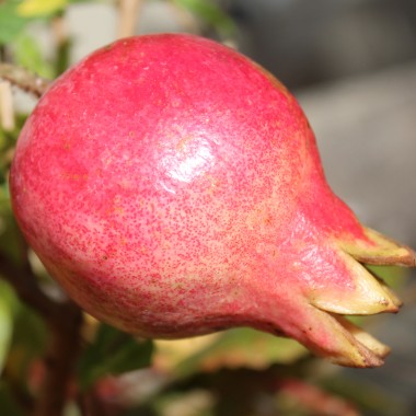 Granatapfel Provence (Pflanze)