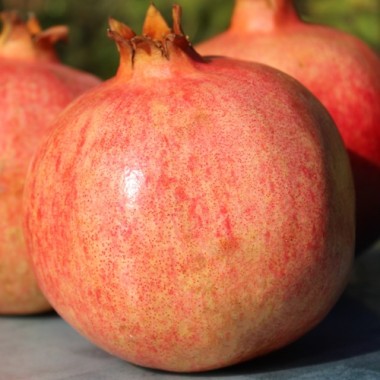Granatapfel Salavatski (Pflanze)