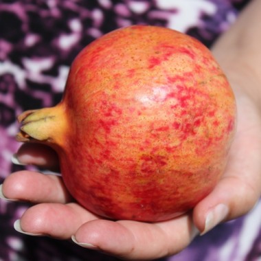 Granatapfel Salavatski (Pflanze)