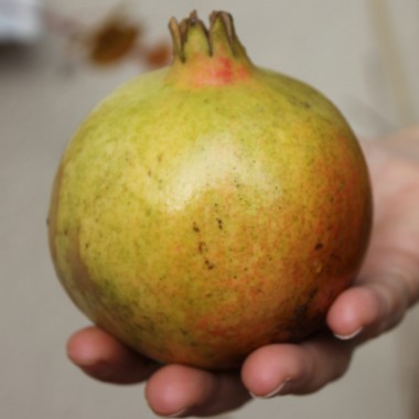 Granatapfel Seedless (Pflanze)