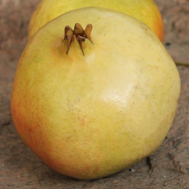 Granatapfel Seedless (Pflanze)