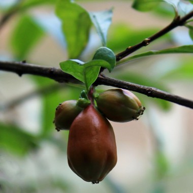 Granatapfel Seedless (Pflanze)