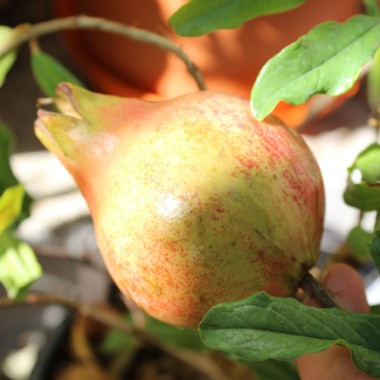 Granatapfel Seedless (Pflanze)