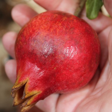 Granatapfel var. 1 (Russia v. Afghanistanica) (Pflanze)