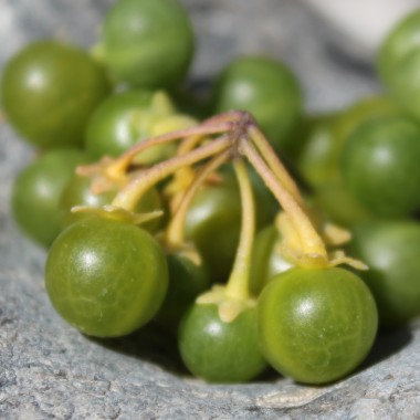 Greenberry (Samen)