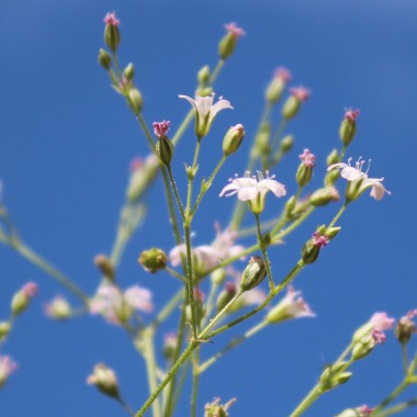 Großblütiges Schleierkraut (Samen)
