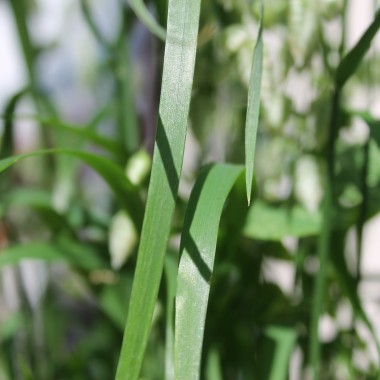 Großes Zittergras (Samen)