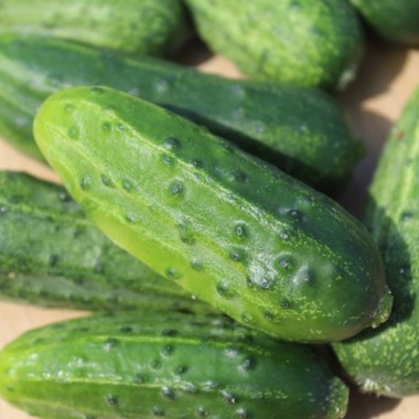 Gurke Bush Crop (Samen)