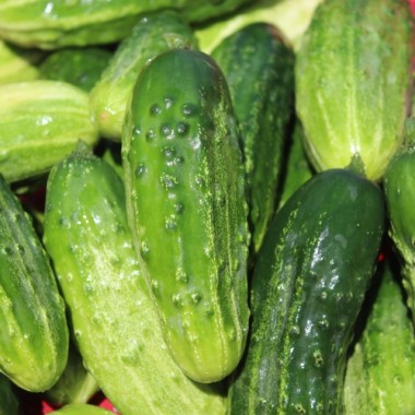 Gurke Bushy (Samen)