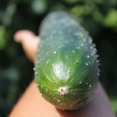 Neu! Gurke China Jade (Samen)