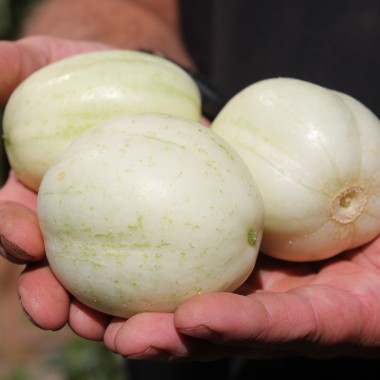 Gurke Chrystal Apple (Samen)