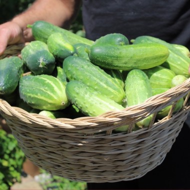 Gurke Delicius (Samen)