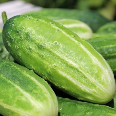 Gurke Delicius (Samen)