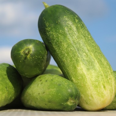 Gurke Double Yield (Samen)