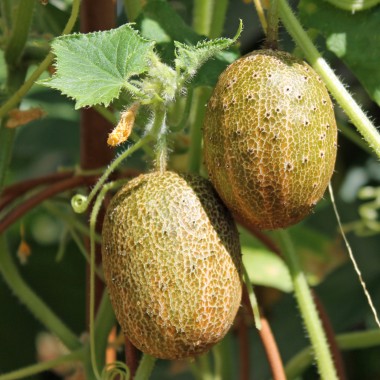 Gurke Little Potato (Samen)