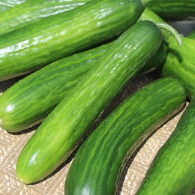 Gurke Muncher (Samen)