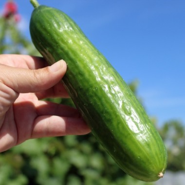 Gurke Muncher (Samen)