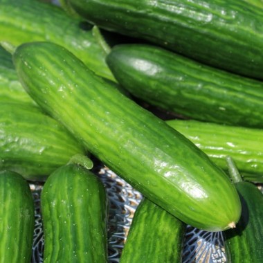 Gurke Muncher (Samen)