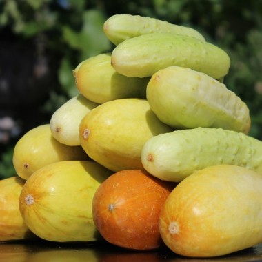 Gurke Phoona Kheera (Samen)