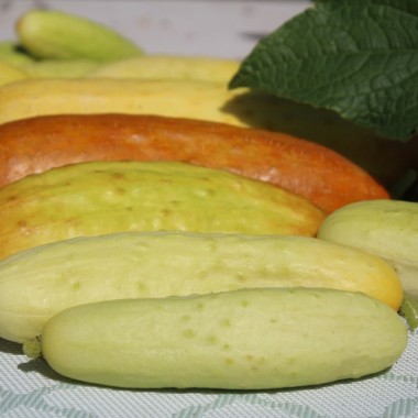 Gurke Phoona Kheera (Samen)