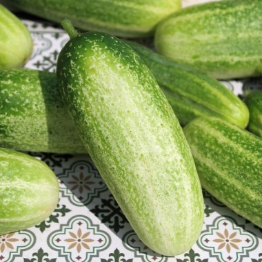 Gurke Rhinish Pickling (Samen)