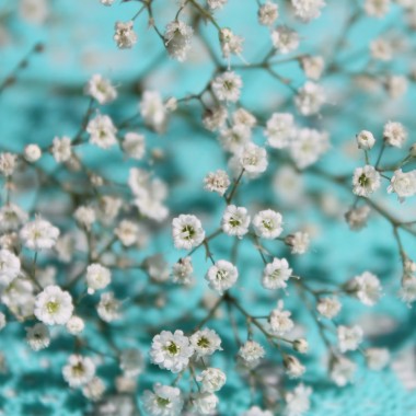Hohes Schleierkraut Snowflake (Samen)