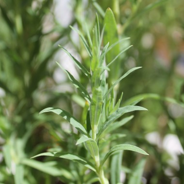 Hohes Schleierkraut Snowflake (Samen)