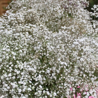 Hohes Schleierkraut Snowflake (Samen)