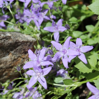 Sternpolster-Glockenblume (Samen)