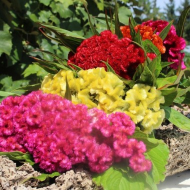 Hahnenkamm Coral Garden (Samen)