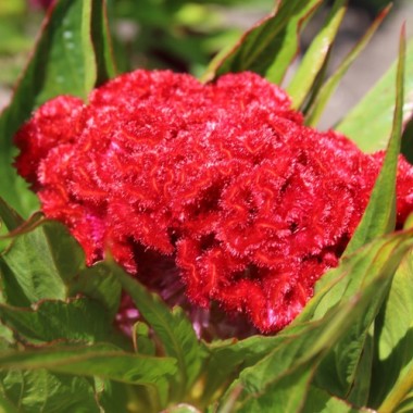 Hahnenkamm Coral Garden (Samen)