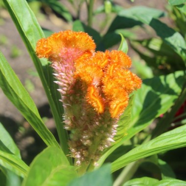 Hahnenkamm Coral Garden (Samen)