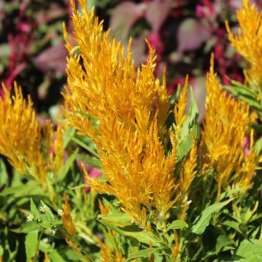 Hahnenkamm Pampas Plume (Samen)