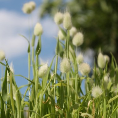 Hasenschwanzgras (Samen)