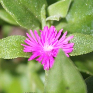 Herzblattsalat (Samen)